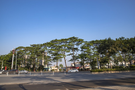 城鎮(zhèn)公路綠樹