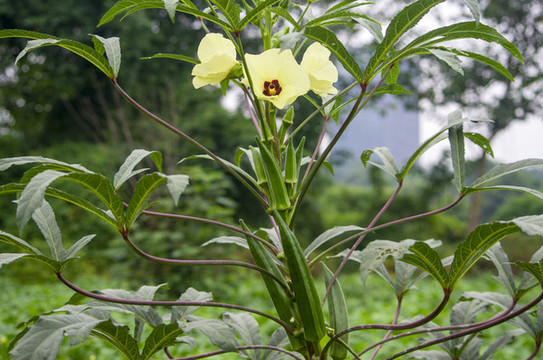 秋葵植株