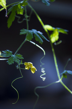 黃花