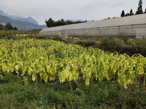 煙草種植
