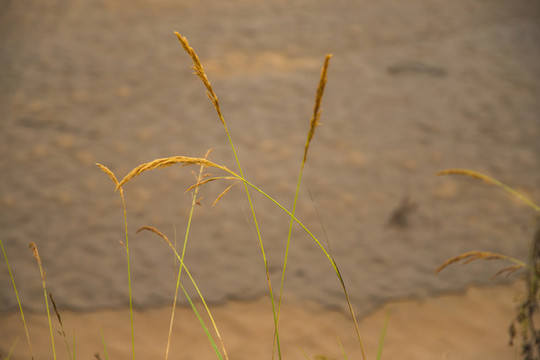 風(fēng)中搖曳的小草