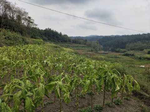 煙草種植