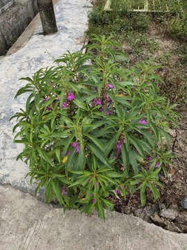鳳仙花