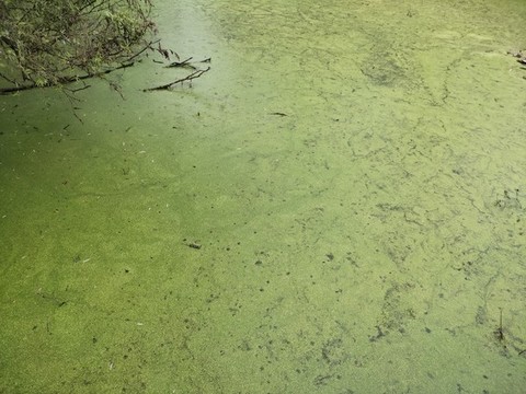 池塘里的浮萍