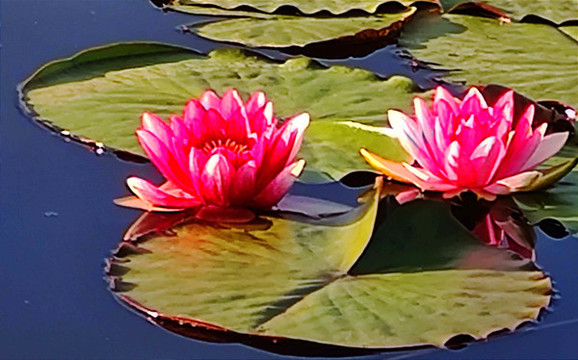 連花