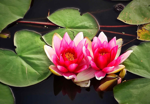 連花