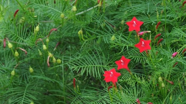 蔦蘿松