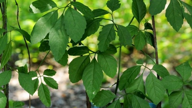 絞股藍(lán)