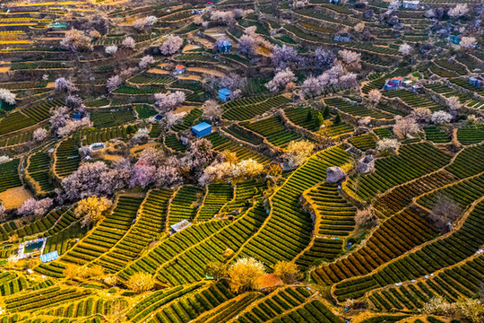 嶗山雕龍嘴茶園