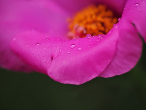花瓣