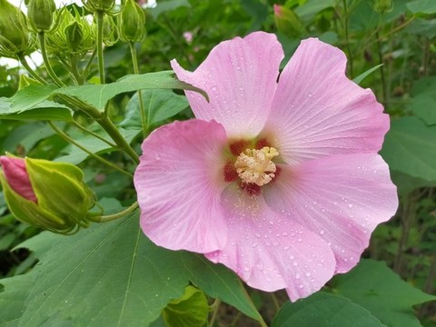 木芙蓉花
