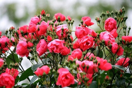 月季花