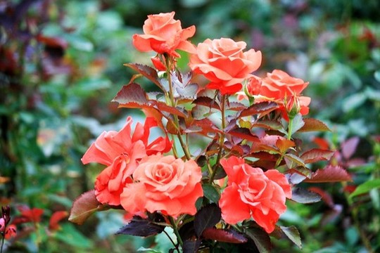 月季花