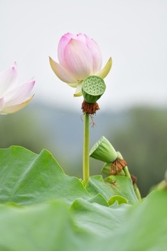荷花