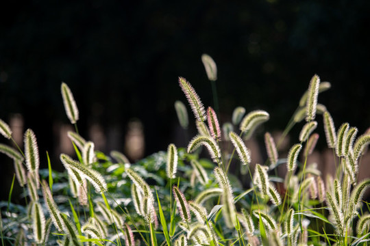 陽(yáng)光下的狗尾巴草