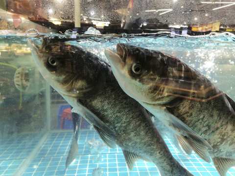 活草魚