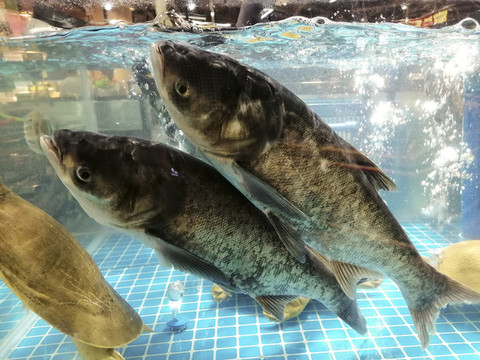 活草魚(yú)