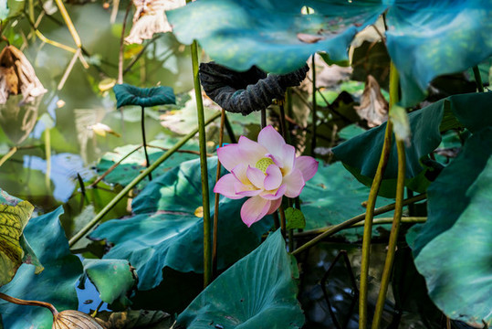 荷花池