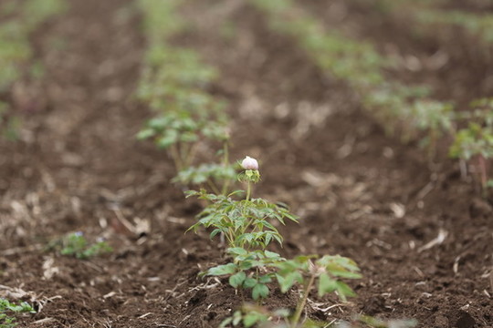 油用牡丹種植基地