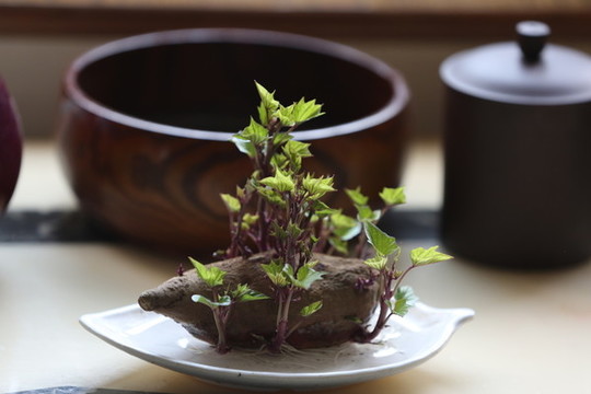 水培紅薯發(fā)芽