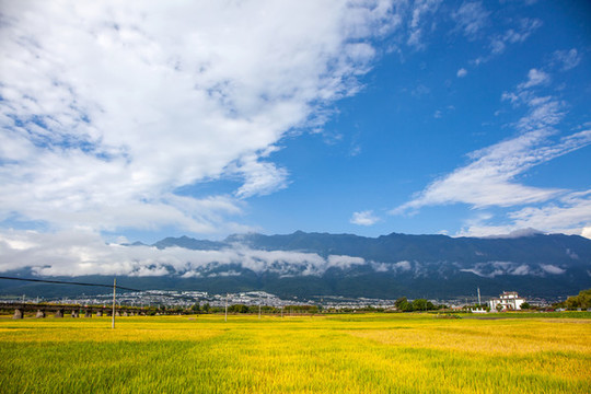 稻田