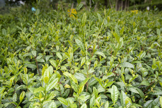 茶葉