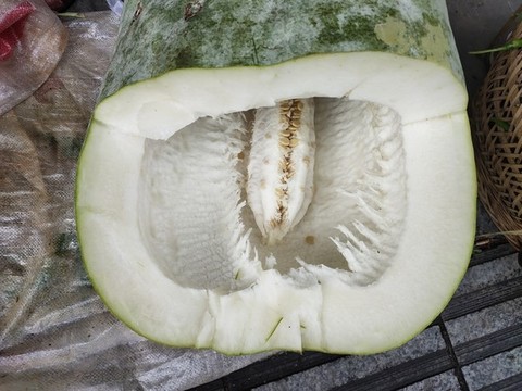 冬瓜