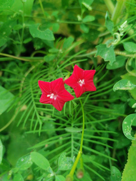 五角星花