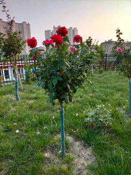 月季花樹