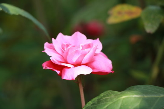 玫瑰花