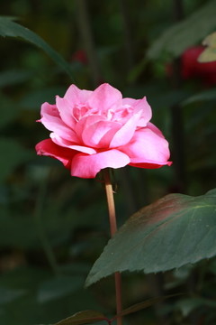 玫瑰花