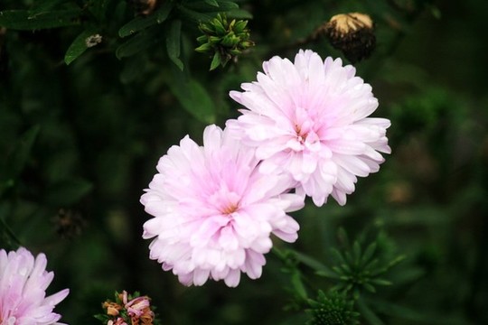 重瓣荷蘭菊