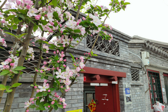 北京爛縵胡同72號海棠花