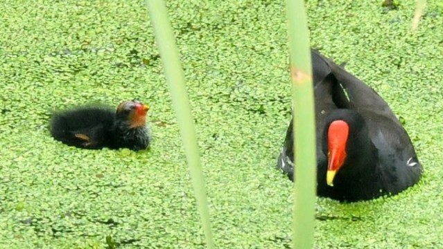 黑水雞