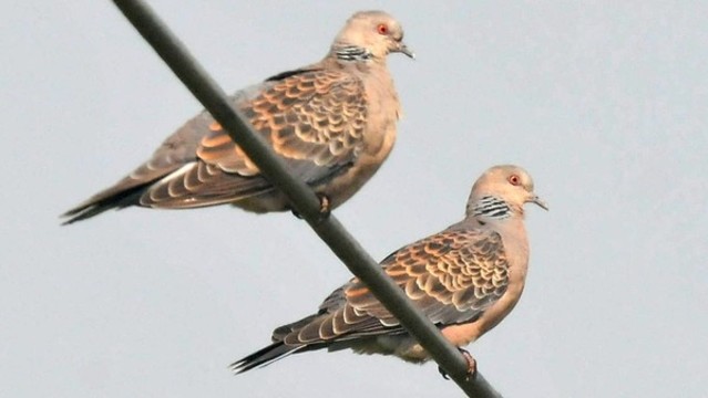 山斑鳩