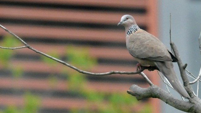 斑鳩