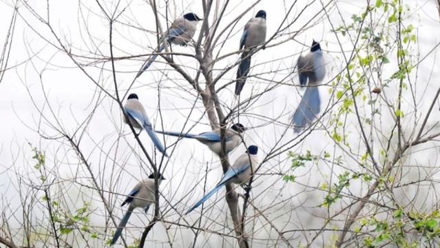 灰喜鵲
