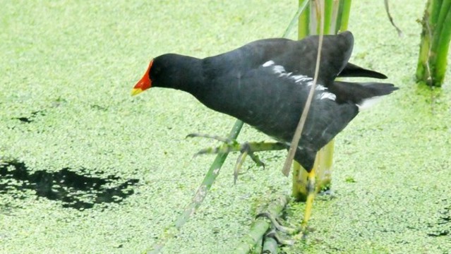 黑水雞