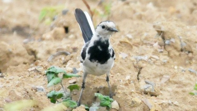 白鹡鸰