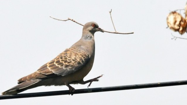 山斑鳩