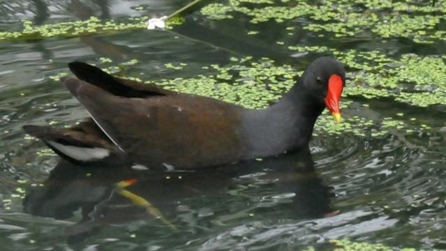 黑水雞
