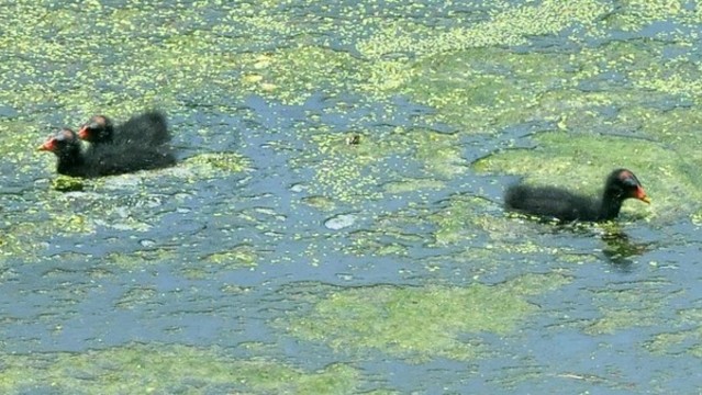 黑水雞