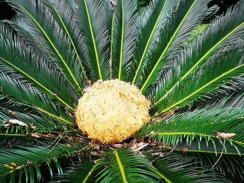 鐵樹開花