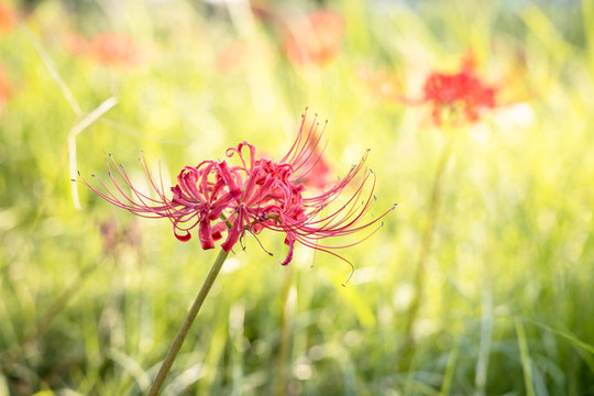 彼岸花紅花