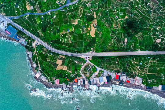 海邊茶園