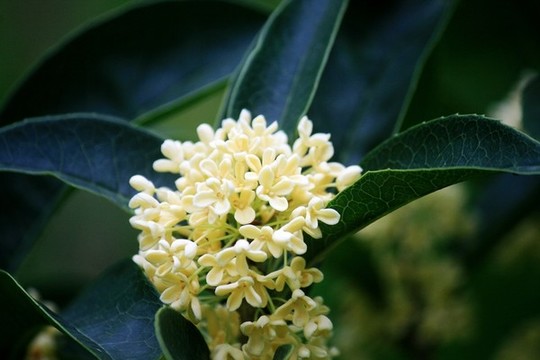 桂花