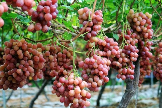 紅提