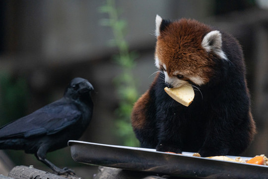 小熊貓