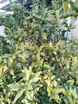 橘子樹(shù)