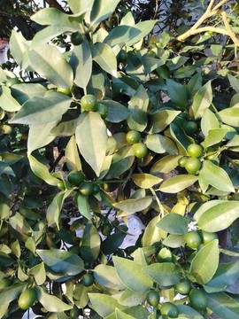 橘子樹